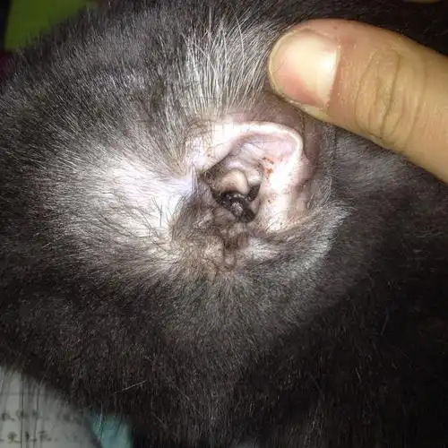 我家猫咪耳朵里有这个东西很久了,不知道是不是耳螨,大神帮帮忙吧这是