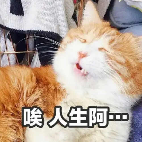 猫咪:唉 人生啊.