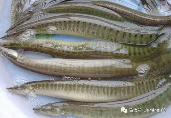 湖南老家叫沙泥鳅20年前没人吃如今身价暴涨到200元1斤