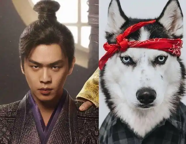 2,张若昀-哈士奇