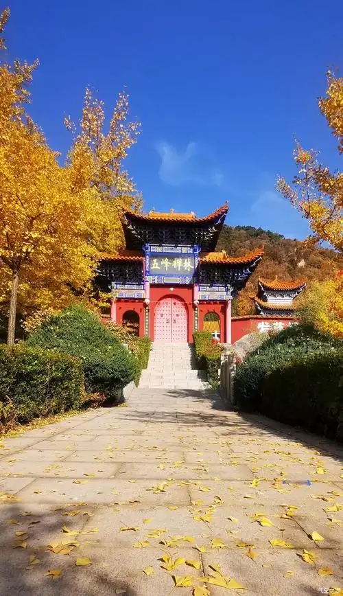 感受深秋探访古银杏树唐山遵化禅林寺