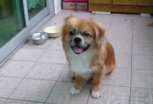 哈巴狗居然有这么多优点怪不得满大街都是你家养了吗