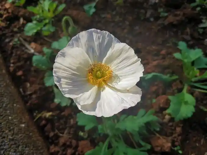 我们身边的"罂粟"