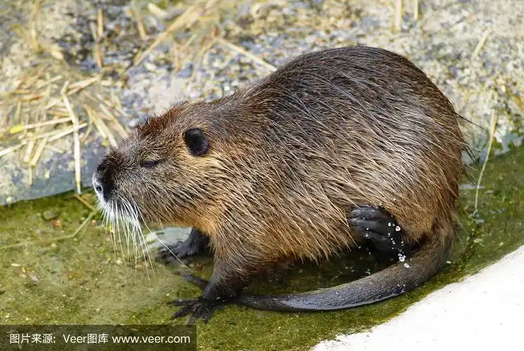 海狸鼠在水中进食