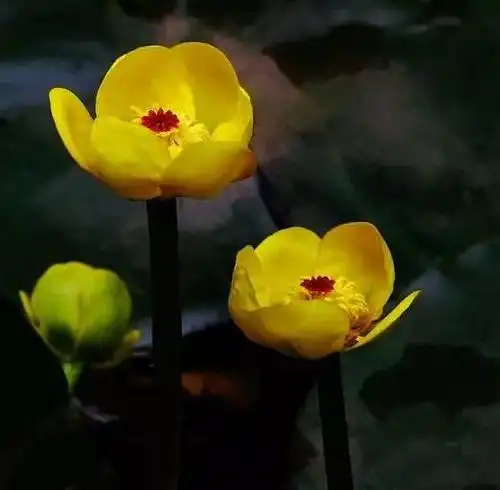 萍蓬草,别名黄金莲,萍蓬莲,睡莲科萍.