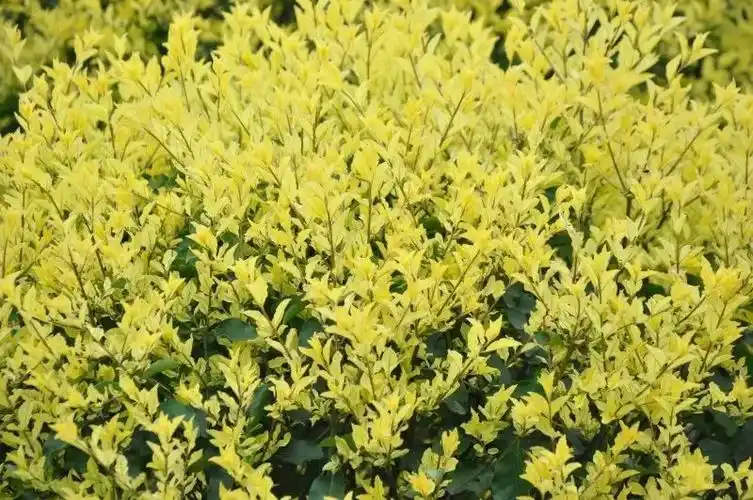 金禾女贞与你携手踏入夏季