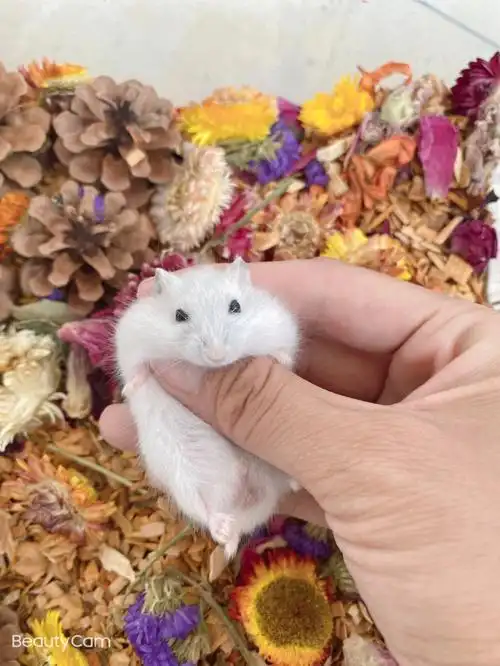 三线仓鼠银狐原生色紫仓布丁泰安自提