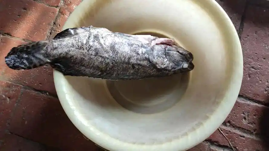 仙泉湖三去珍珠斑鱼700g