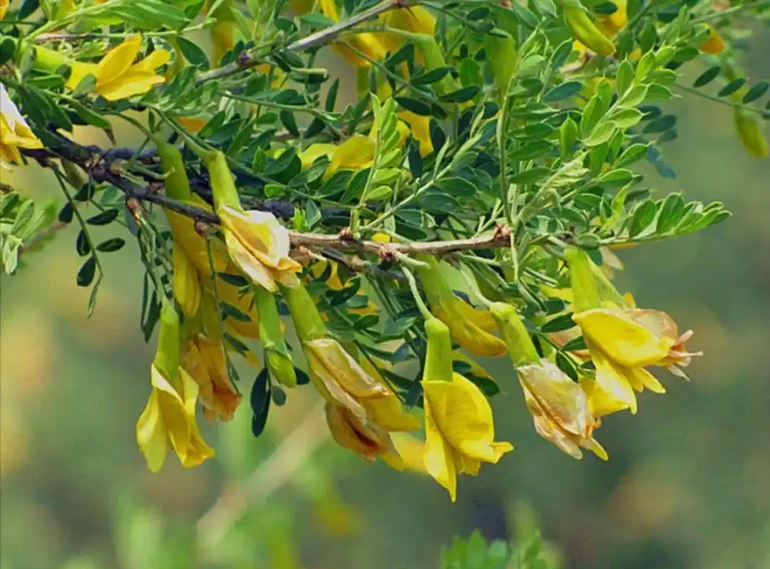 浪漫初夏与美邂逅鄂托克前旗邀您共赏百万亩柠条花