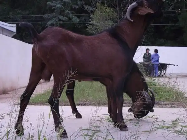 种羊价格_简州大耳羊种羊/简州大耳羊种母羊/简州大耳羊种公羊-金泉网