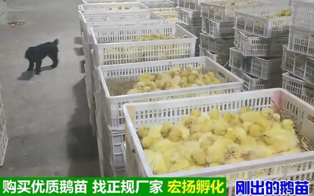 高邮地区附近鹅苗批发市场以客为尊