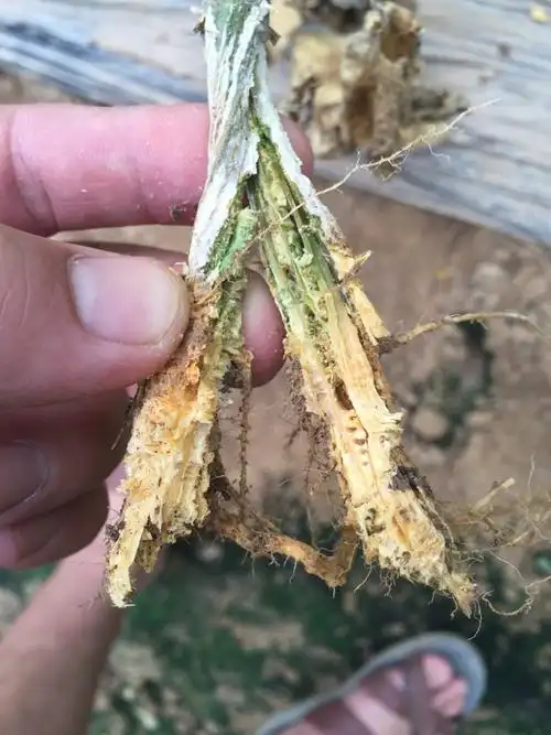 黄瓜到钢丝了.还是一棵棵枯萎死 根部糟烂了!海绵状.什么病?根腐病吗?