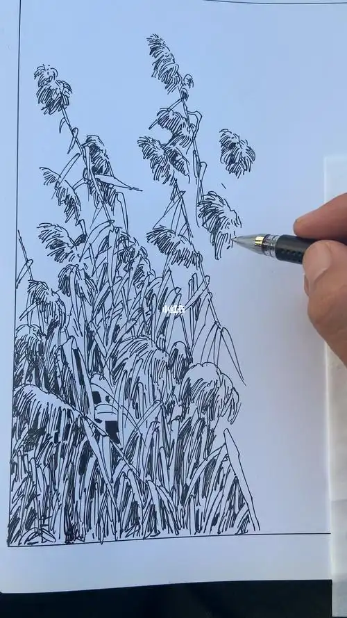 速写芦苇签字笔