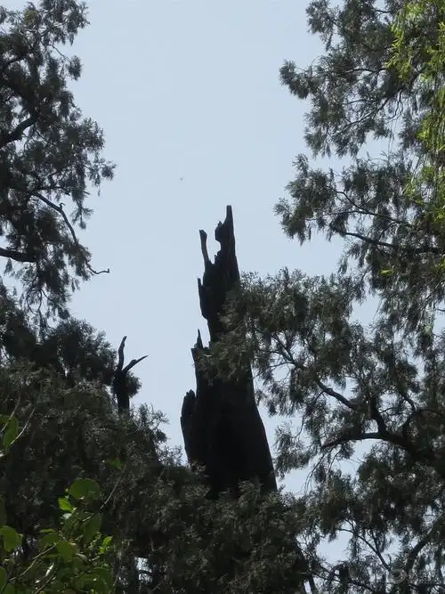 【每周一景】第32期 汉封将军柏