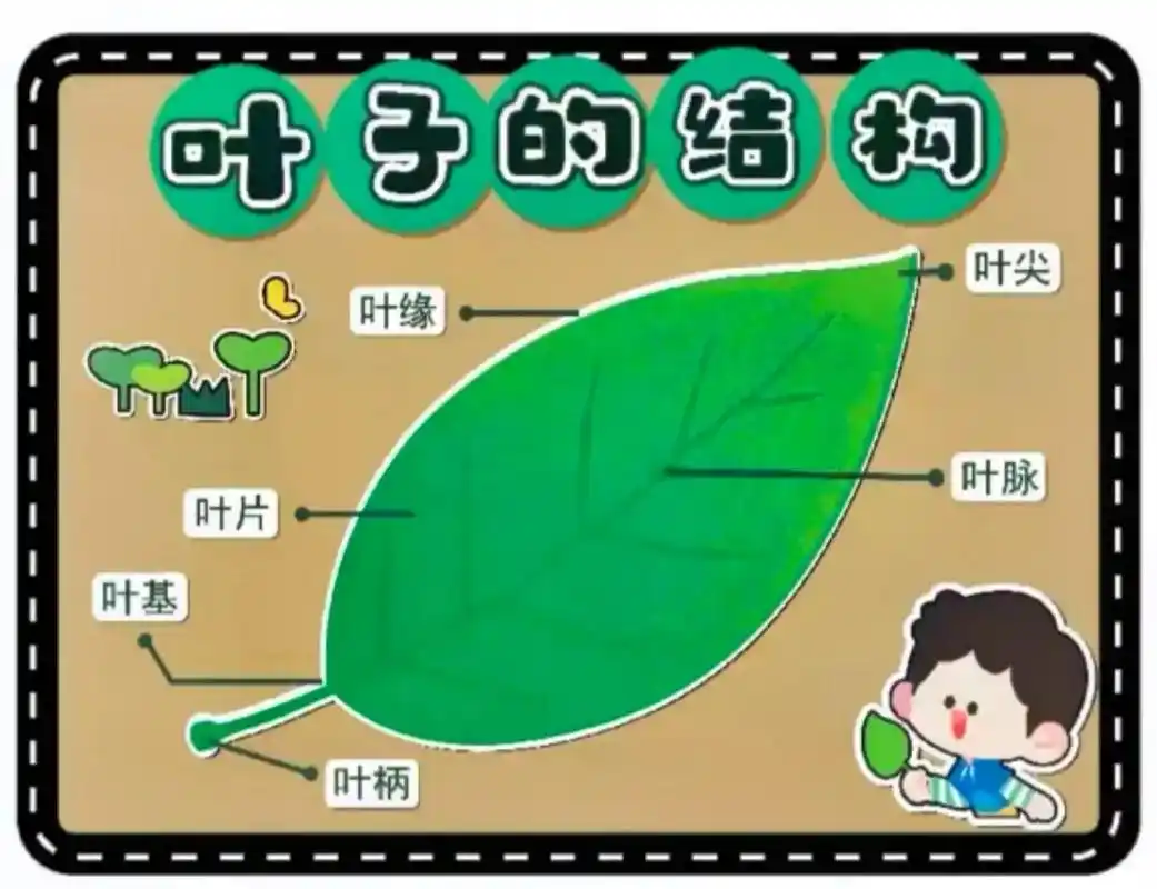 叶子的结构环创素材电子版可打印