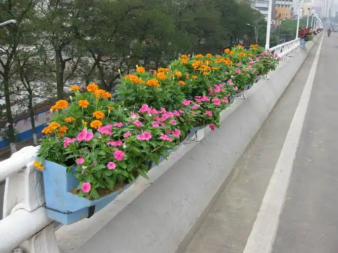 室外花卉绿植 花草类长沙一诺花卉植物出租:"送货快捷,售后满意 ,""悠