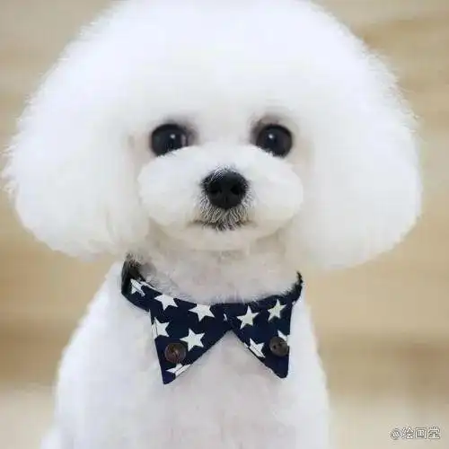 彩铅动物比熊犬的画法与步骤