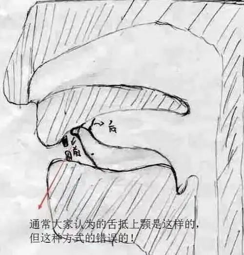 错误的舌抵上腭方法上切牙中间缝隙往上上颚处有切牙孔,也就是平常