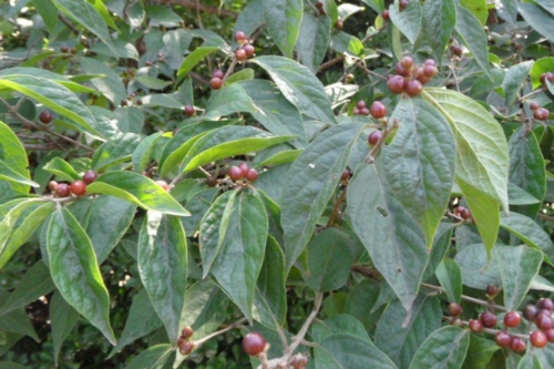 丁香花果实的形态