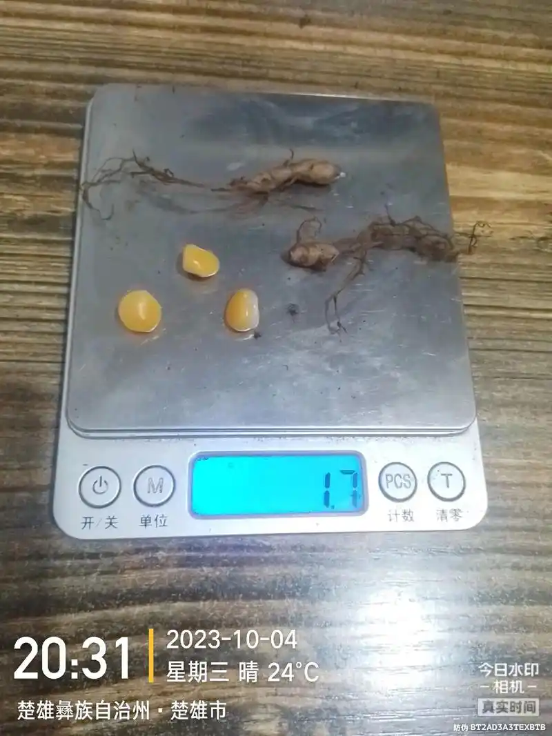 大草乌剧毒.乌头中含乌头碱,滇草乌中含滇乌碱,川乌附子含乌头 - 抖音