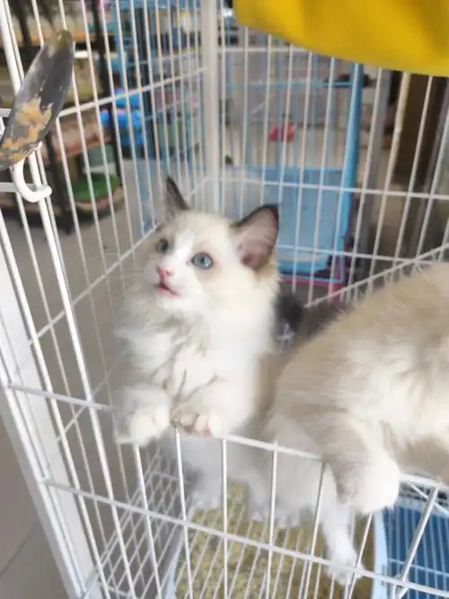 布偶猫1800值不值