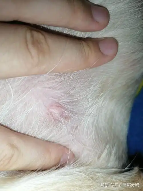狗狗身上长了一个挺大的疙瘩不知道是什么求大佬帮看看