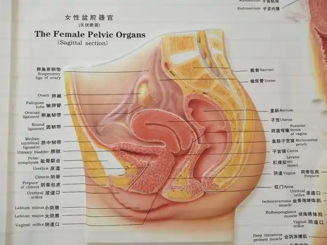 带你了解盆腔手术后,盆底康复的重要性