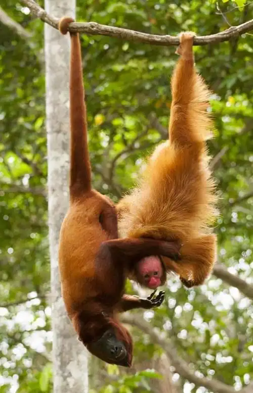 猴子的作用是什么呢,看书上的猴子用尾巴倒挂在树上,那它尾巴的