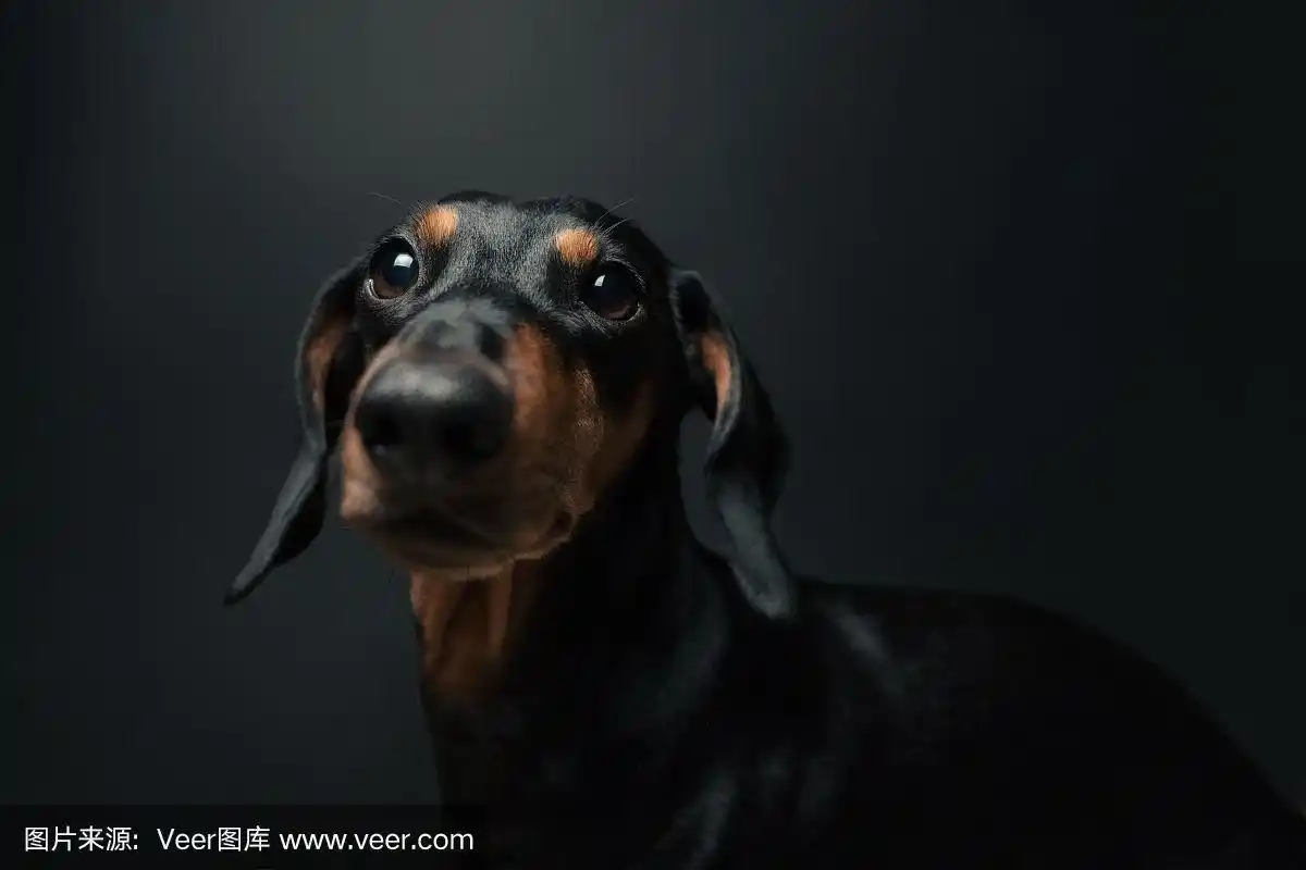 一个可爱的黑色腊肠狗在黑暗的背景前面的肖像.