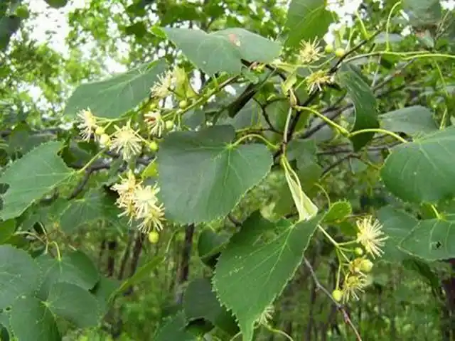 东北特色面食粘耗子,原来是用这种叶子包的,又香又粘真好吃