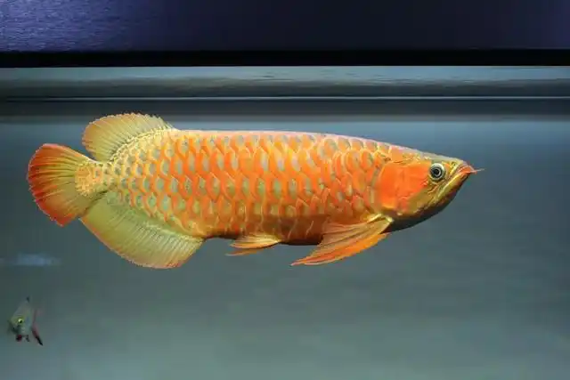 红金龙鱼,镜头下记录红龙鱼两年多的变化(红金龙鱼图片大全)