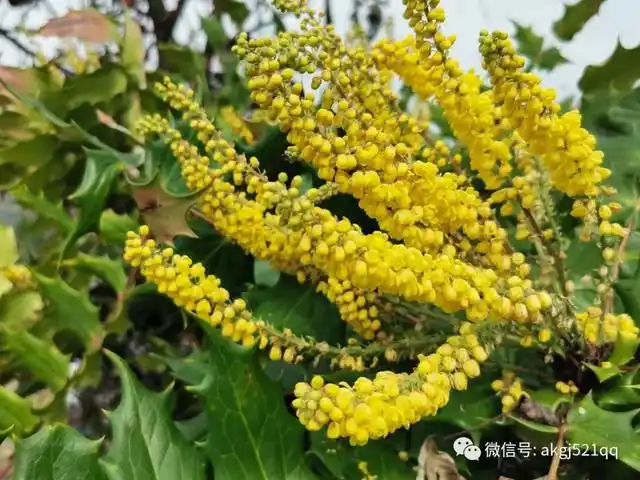 乡村美景漂亮的花儿随拍,深秋暖阳花开季,又到了刺黄柏花儿盛开的季节