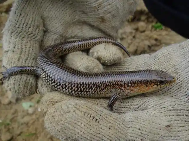 中华石龙子:一种冷门宠物蜥蜴!_网易订阅