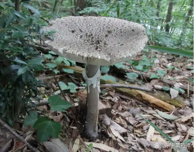 荒野维生野菜系列——中华鹅膏