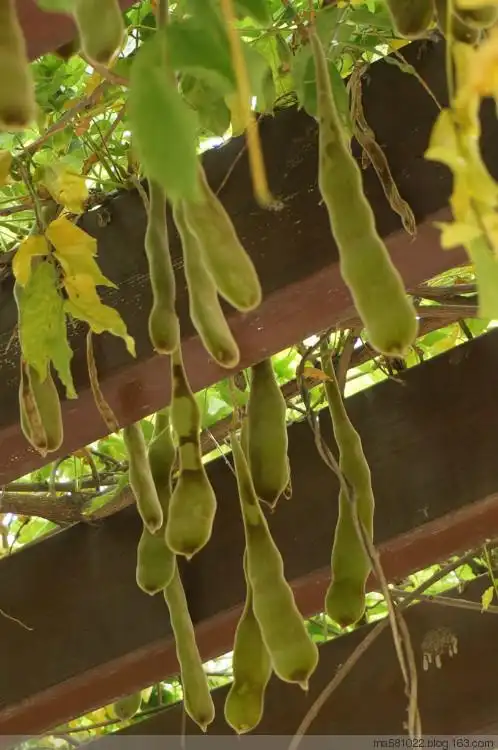 紫藤果(荚) - 椰林美景 - 椰林美景