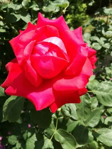 阳光下的月季花,红艳艳的,象征着现在的日子红红火火!