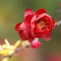 海棠花头像图片大全_唯美好看红色海棠花朵头像_微信头像图片大全