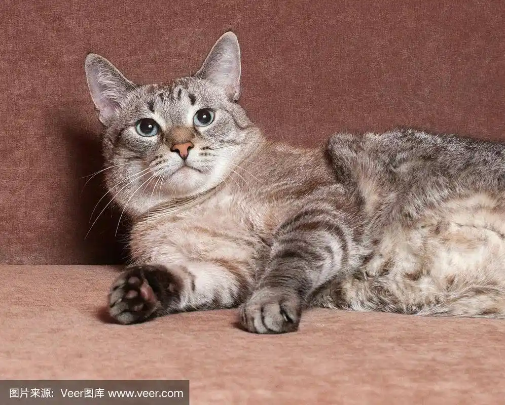 蓝眼睛的虎斑猫躺在沙发上