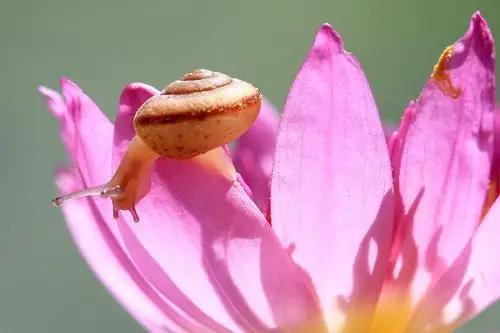 睡莲花上的金边蜗牛