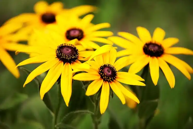 【首发】再拍黑心金光菊