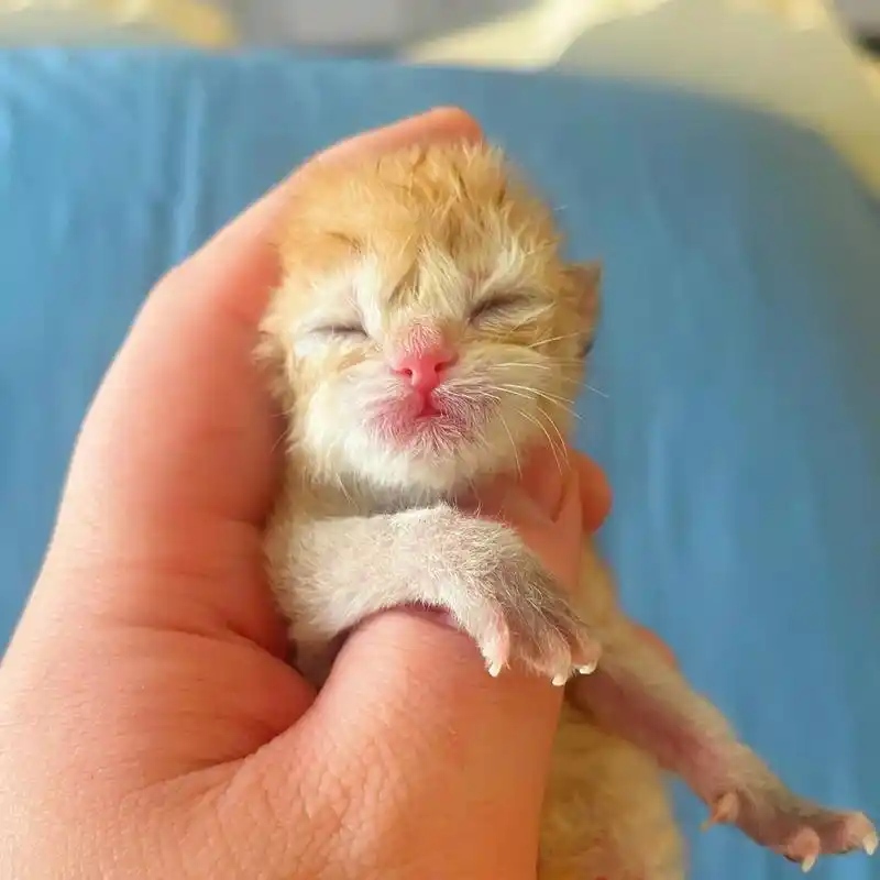 今天大喜,新出生热乎乎的金渐层宝宝,附上父亲 - 抖音