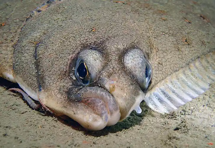 比目鱼(眼睛只生长在身体一侧的鱼类))_石塘网