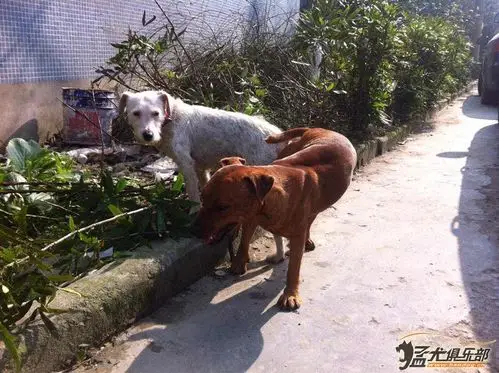 火梗串太仓 - 综合梗犬交易 - 猛犬俱乐部-中国具有影响力的猛犬网站