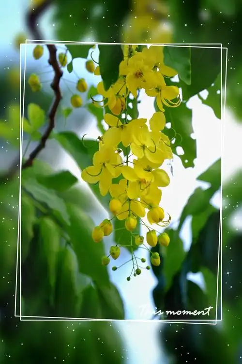 阿勃勒花泰国国花