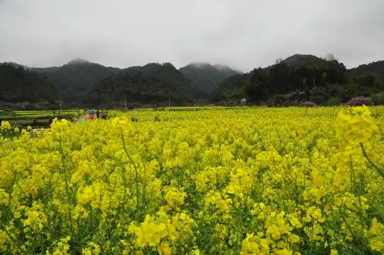 油菜花海
