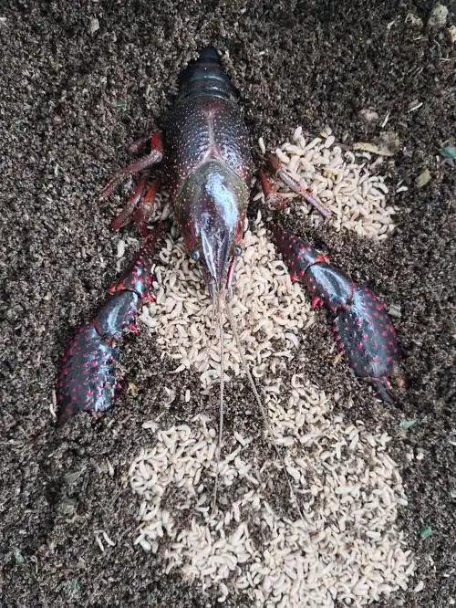 黑水虻幼虫在水产养殖的使用效果和应用研究