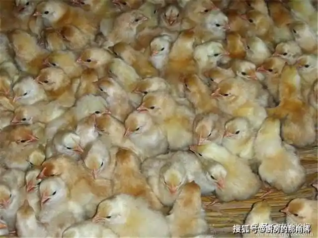 原创2月底鸡苗一只5元如今烂市猛跌价适合投入养殖吗