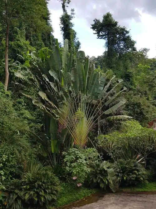 西双版纳原始森林___望天树风景区