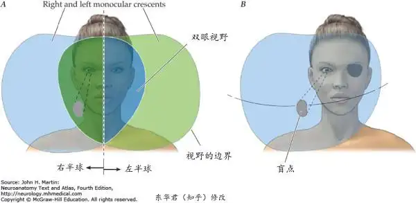 盲点(图中半月形小圈圈)正好位于我们的双眼视野内