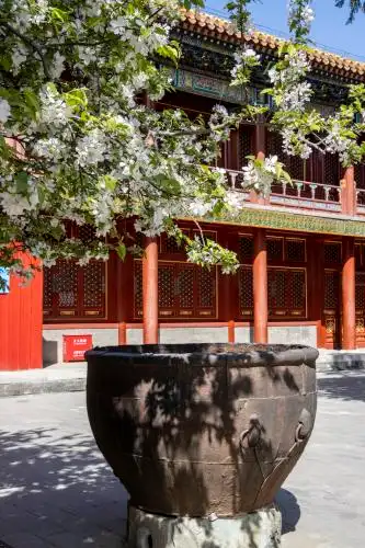 北京故宫慈宁宫花园海棠花盛开